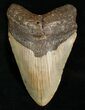Nice Inch Megalodon Tooth #4998-1